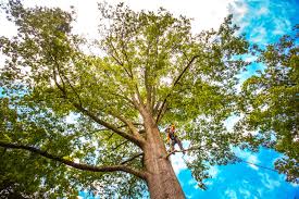  , USA Tree Care Pros